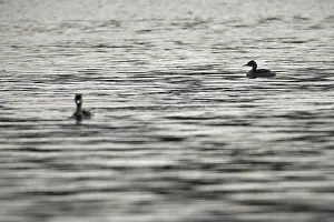 Great crested grebe (Podiceps cristatus)
