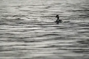 Great crested grebe (Podiceps cristatus)