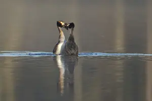 Great crested grebe (Podiceps cristatus)