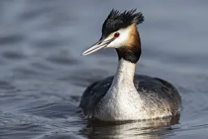 Great Crested Grebe (Podiceps cristatus)