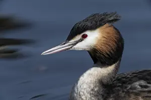 Great Crested Grebe (Podiceps cristatus)