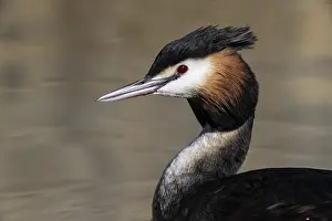 Great Crested Grebe (Podiceps cristatus)