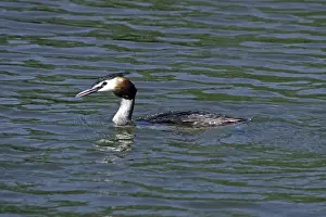 Great crested grebe, Podiceps cristatus