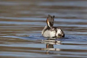 Great crested grebe (Podiceps cristatus) adult bird preening its feathers on a river