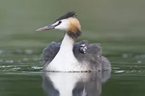 Great Crested Grebe (Podiceps cristatus) with chick on back
