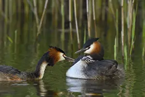 Great crested grebe (Podiceps cristatus) with chick