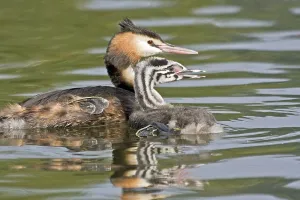 Great Crested Grebe (Podiceps cristatus) with chick