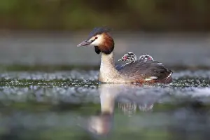 Great Crested Grebe (Podiceps cristatus) with chicks