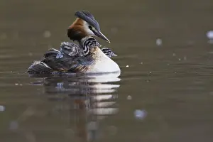 Great crested grebe (Podiceps cristatus) with chicks