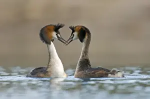 Great crested grebe (Podiceps cristatus) courtship on a lake