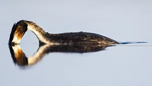 Great crested grebe (Podiceps cristatus) diving