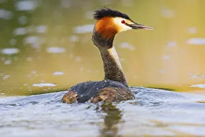 Great Crested Grebe (Podiceps cristatus) Germany