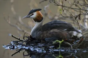 Great Crested Grebe (Podiceps cristatus) incubating