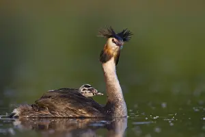 Great Crested Grebe (Podiceps cristatus) juvenile