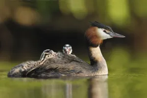 Great Crested Grebe (Podiceps cristatus) with juvenile
