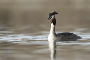 Great crested grebe (Podiceps cristatus) in the lake