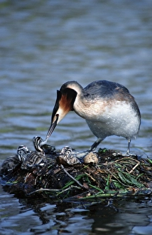 Great Crested Grebe (Podiceps cristatus) at nest with chicks