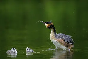 Great Crested Grebe (Podiceps cristatus) shaking off water while two chicks look