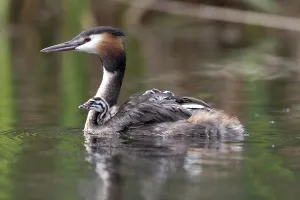 Great Crested Grebe (Podiceps cristatus) swimming with hatchling on its back