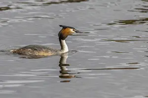 Great crested grebe (Podiceps cristatus) on the water