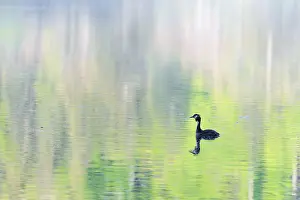 A great crested grebe (Podiceps cristatus)swims on a lake with intense green reflections from the forest around it