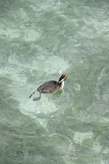 Great crested grebe (Podiceps ribbonfish) in a lake