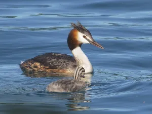Great crested grebe (Podiceps ribbonfish) swimming with chicks on a calm lake