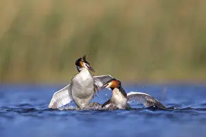 Great Crested Grebe, (Podiceps Scalloped ribbonfish)