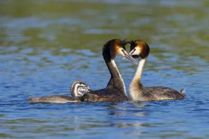 Great Crested Grebe, (Podiceps Scalloped ribbonfish)