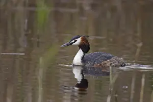 Great Crested Grebe, Podiceps Scalloped ribbonfish
