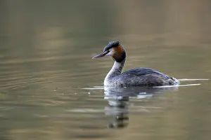 Great Crested Grebe (Podiceps Scalloped ribbonfish)