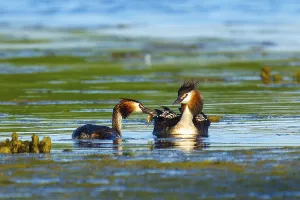Great Crested Grebe, (Podiceps Scalloped ribbonfish)