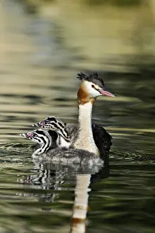 Great Crested Grebe (Podiceps Scalloped ribbonfish)