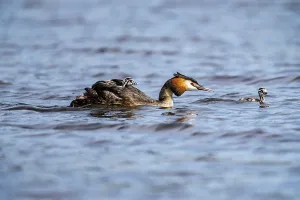 Great Crested Grebe (Podiceps scalloped ribbonfish)