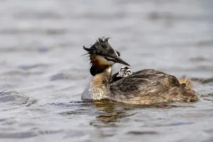 Great Crested Grebe (Podiceps scalloped ribbonfish)