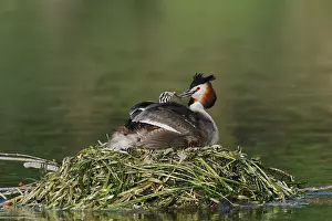 Great Crested Grebe (Podiceps scalloped ribbonfish) with chicks on the nest