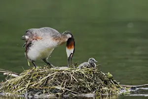 Great Crested Grebe (Podiceps scalloped ribbonfish) with chicks on the nest