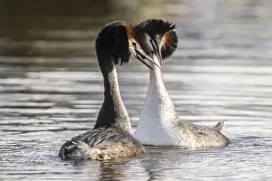 Great Crested Grebe (Podiceps Scalloped ribbonfish) Courtship