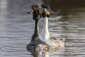 Great Crested Grebe (Podiceps Scalloped ribbonfish) Courtship