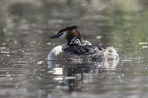Great Crested Grebe (Podiceps Scalloped ribbonfish) with juveniles