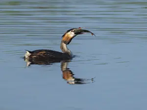 Great Crested Grebe (Podiceps Scalloped ribbonfish) with a large fish in its beak swimming on a lake