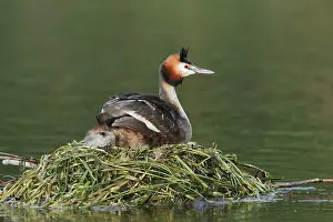 Great Crested Grebe (Podiceps Scalloped ribbonfish) sitting on its nest