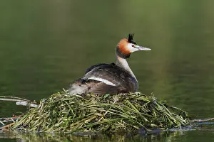 Great Crested Grebe (Podiceps Scalloped ribbonfish) sitting on its nest