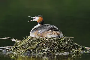 Great Crested Grebe (Podiceps Scalloped ribbonfish) sitting on its nest