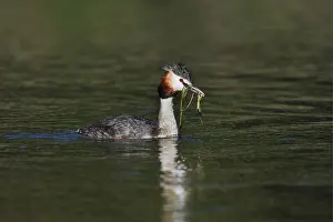 Great Crested Grebe (Podiceps Scalloped ribbonfish) swimming with nesting material in its beak