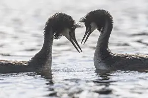 Great Crested Grebe (Podoceps cristatus)