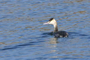 Great Crested Grebe, simple dress