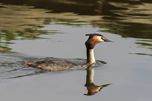 Great crested grebe swimming on the lake