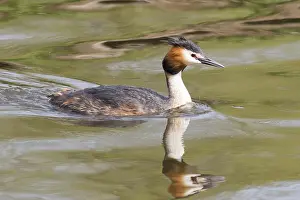 Great crested grebe swimming on the lake