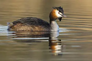 A great crested grebe swimming in the water